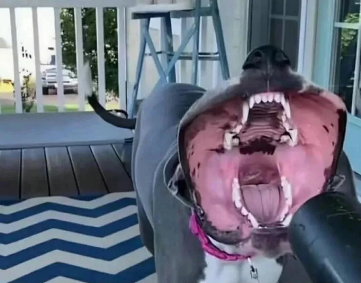 Adorably scary animal encounters - #16 