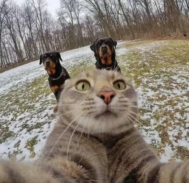 Adorably scary animal encounters - #2 
