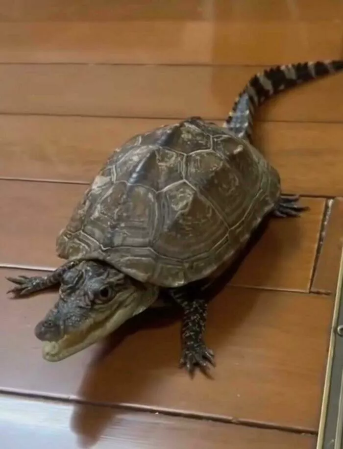 Adorably scary animal encounters - #20 