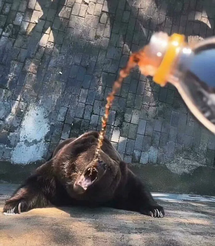 Adorably scary animal encounters - #21 