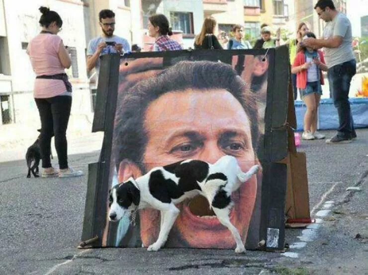 Adorables mais terrifiants moments danimaux inattendus - #4 