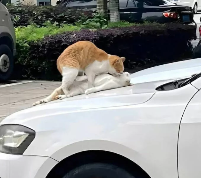 Adorables mais terrifiants moments danimaux inattendus - #6 