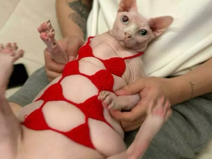 Adorables mais terrifiants moments danimaux inattendus - #7 