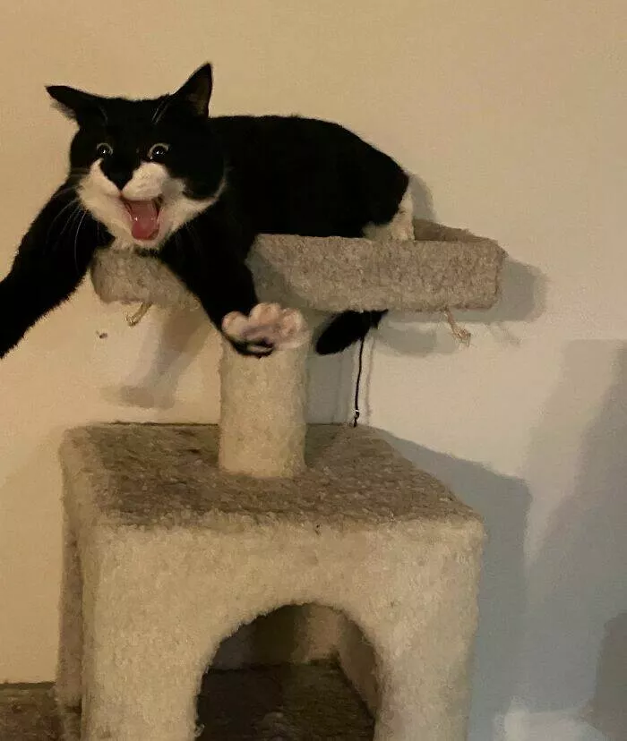 The internets still wild and wonderfully ridiculous - #10 Cat Sneezed While Stretching—Caught It In The Funniest Moment