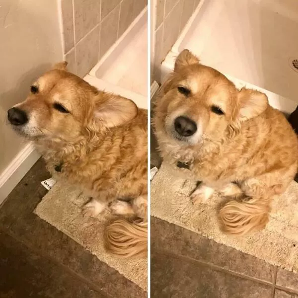 The internets still wild and wonderfully ridiculous - #22 My Dog Was Exhausted But Followed Me To The Bathroom Anyway