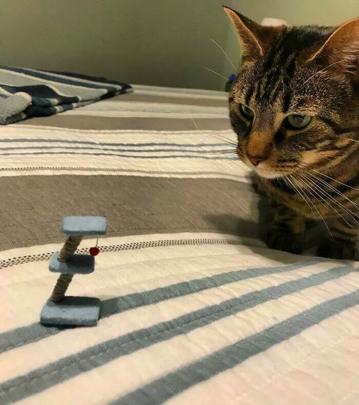 The internets still wild and wonderfully ridiculous - #34 Always Measure Twice Before Ordering On Amazon—Lesson Learned