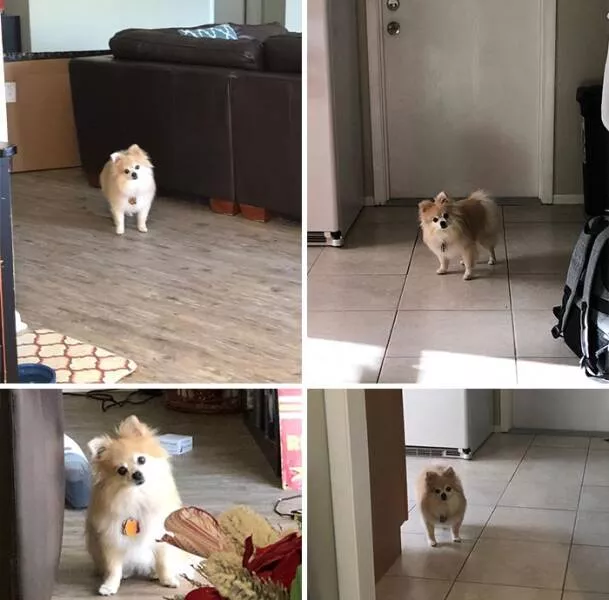 The internets still wild and wonderfully ridiculous - #5 My Dog Keeps Staring Like I'm An Intruder