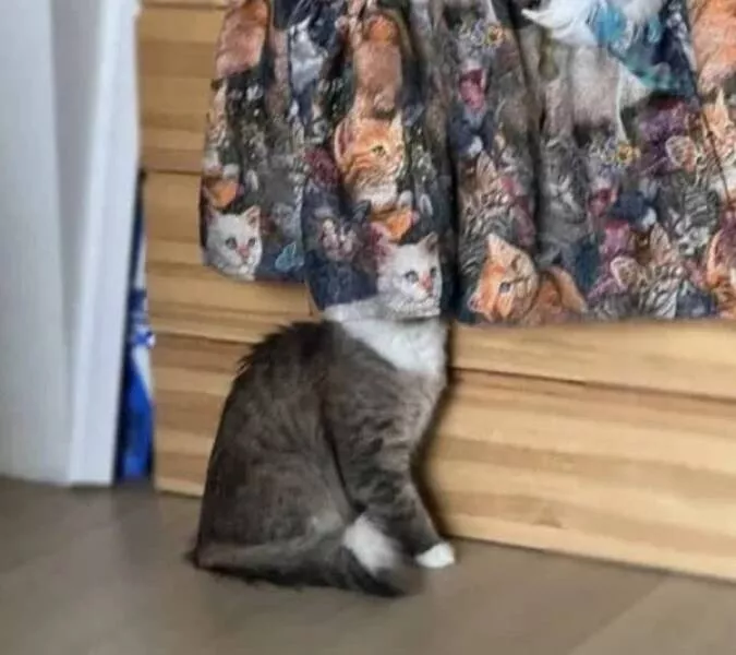 Strange real life coincidences you wont believe - #11 This Cat Is A Master Of Natural Camouflage