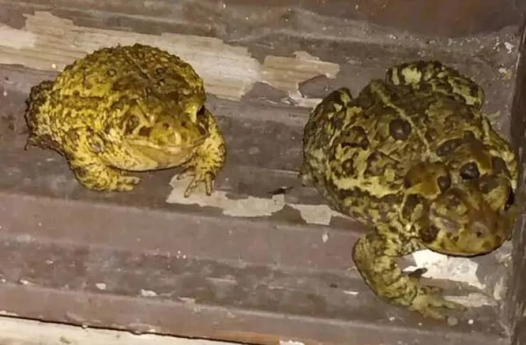 Strange real life coincidences you wont believe - #12 Two One-Eyed Frogs Appear Together In Strange Coincidence
