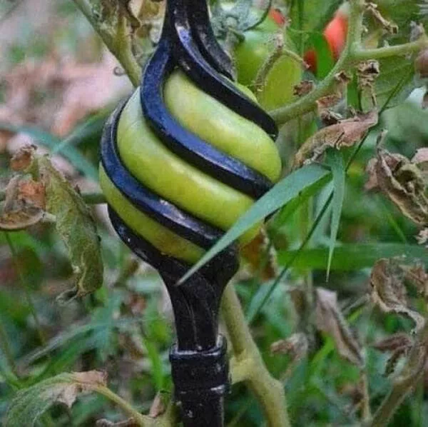 Coincidences reelles qui defient la logique - #14 Une tomate a poussé pile dans un trou de poteau—incroyable