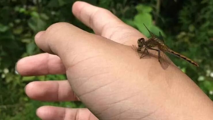 Strange real life coincidences you wont believe - #5 Dragonfly Eats Mosquito Right Before It Could Bite—Caught On Camera