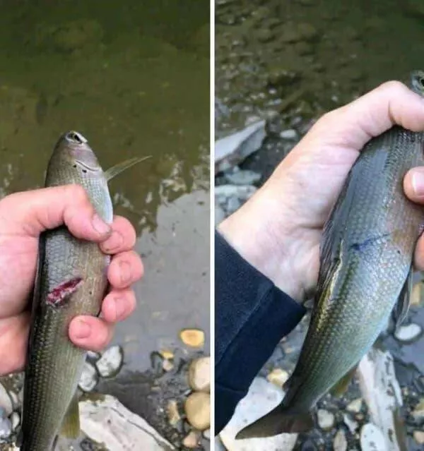 Coincidences reelles qui defient la logique - #6 Poisson blessé recapturé… des semaines plus tard, même endroit
