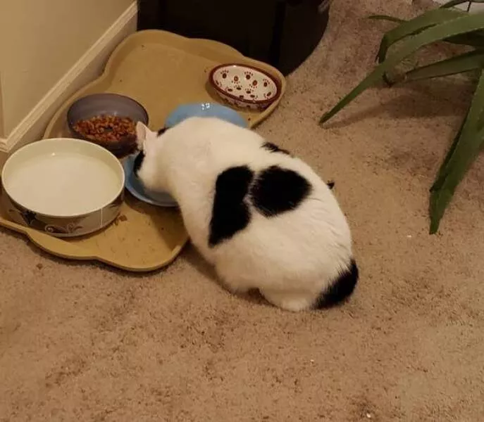 Coincidences reelles qui defient la logique - #8 Ce chat s’appelle Bo… et a son nom écrit sur son dos