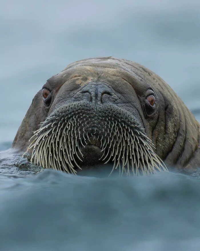 From graceful to outrageous animals unfiltered - #1 