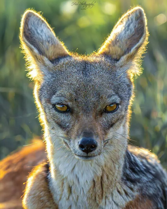 From graceful to outrageous animals unfiltered - #10 