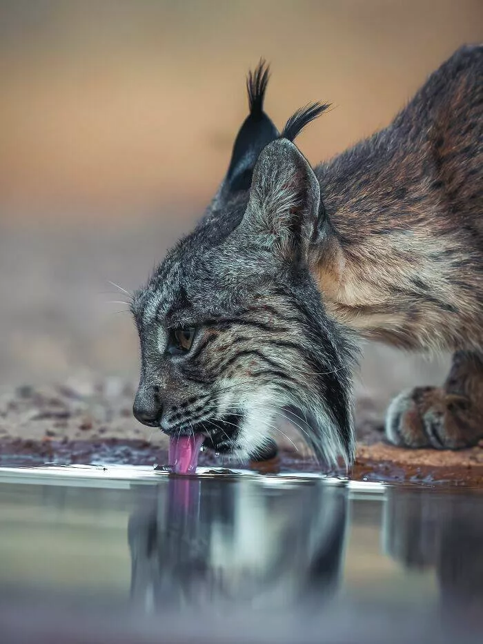 From graceful to outrageous animals unfiltered - #11 