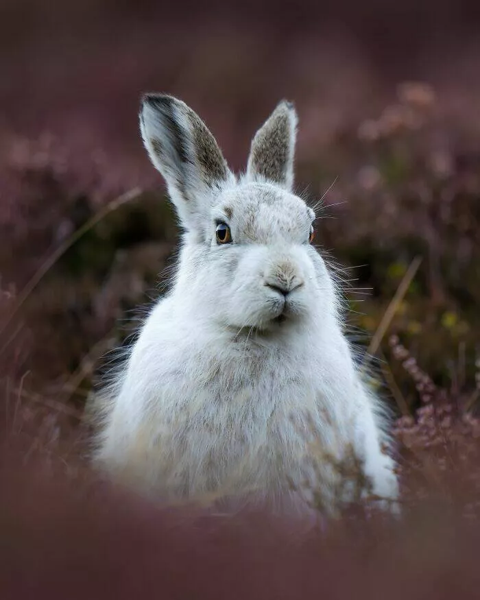 From graceful to outrageous animals unfiltered - #13 