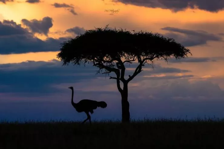 From graceful to outrageous animals unfiltered - #14 