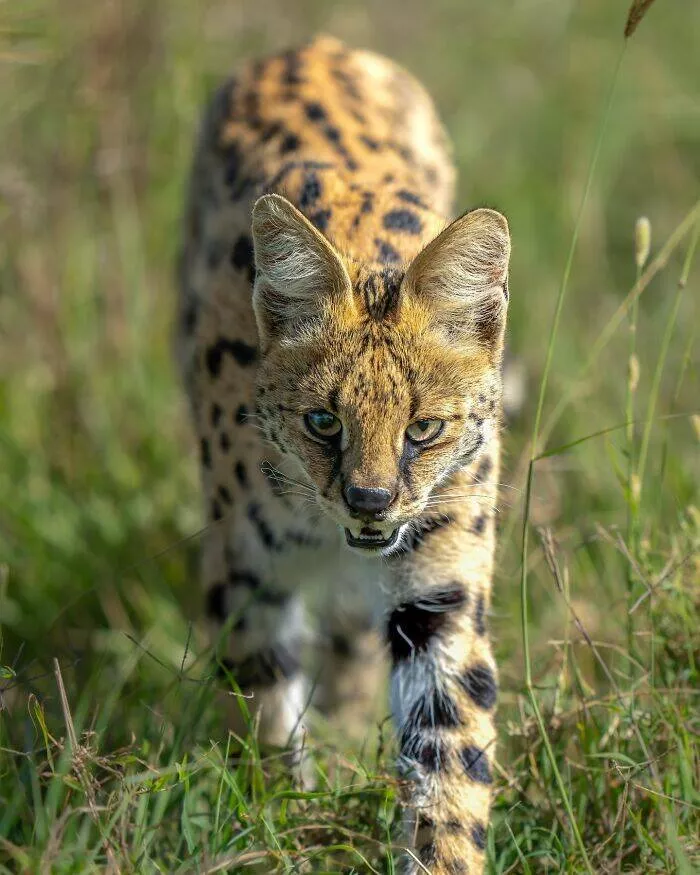 From graceful to outrageous animals unfiltered - #15 