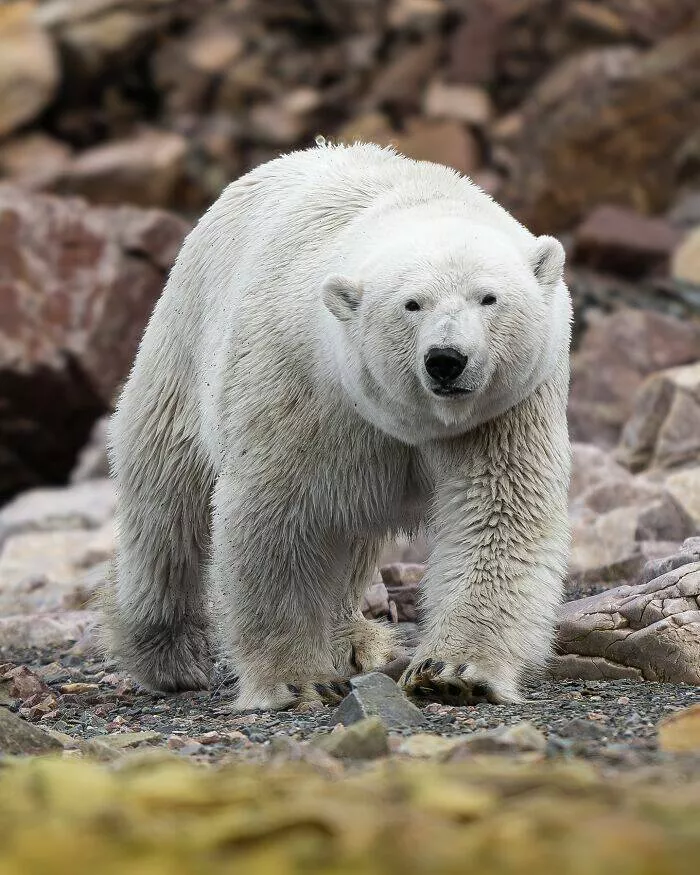 From graceful to outrageous animals unfiltered - #16 