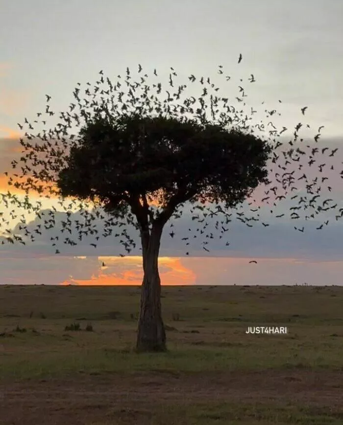 Danimaux majestueux a totalement loufoques - #17 