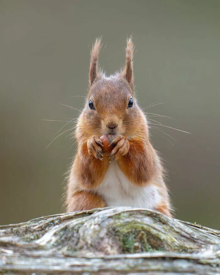 From graceful to outrageous animals unfiltered - #19 
