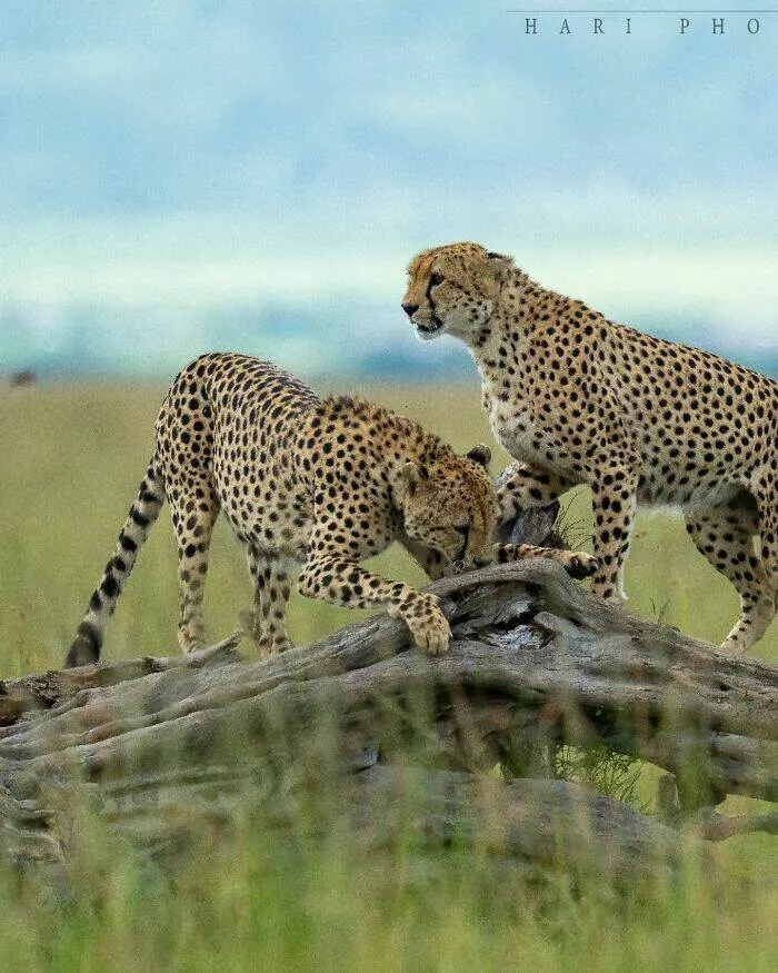 From graceful to outrageous animals unfiltered - #20 