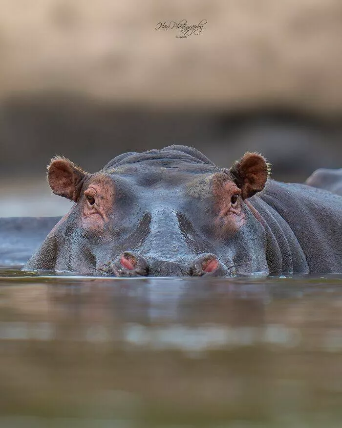 From graceful to outrageous animals unfiltered - #21 