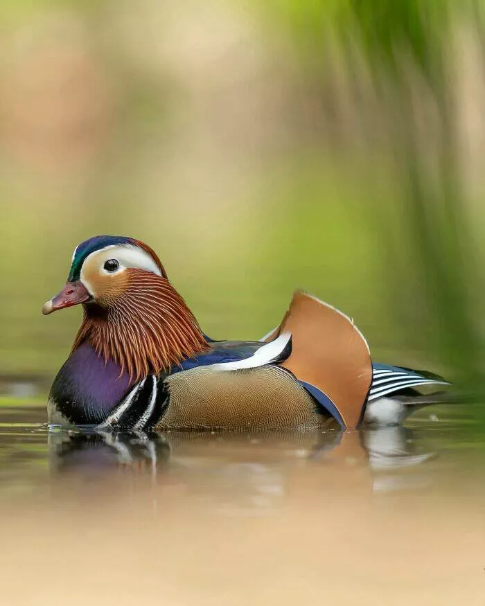 From graceful to outrageous animals unfiltered - #22 