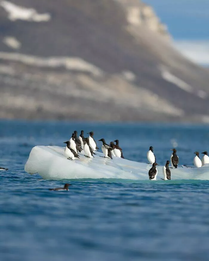From graceful to outrageous animals unfiltered - #23 