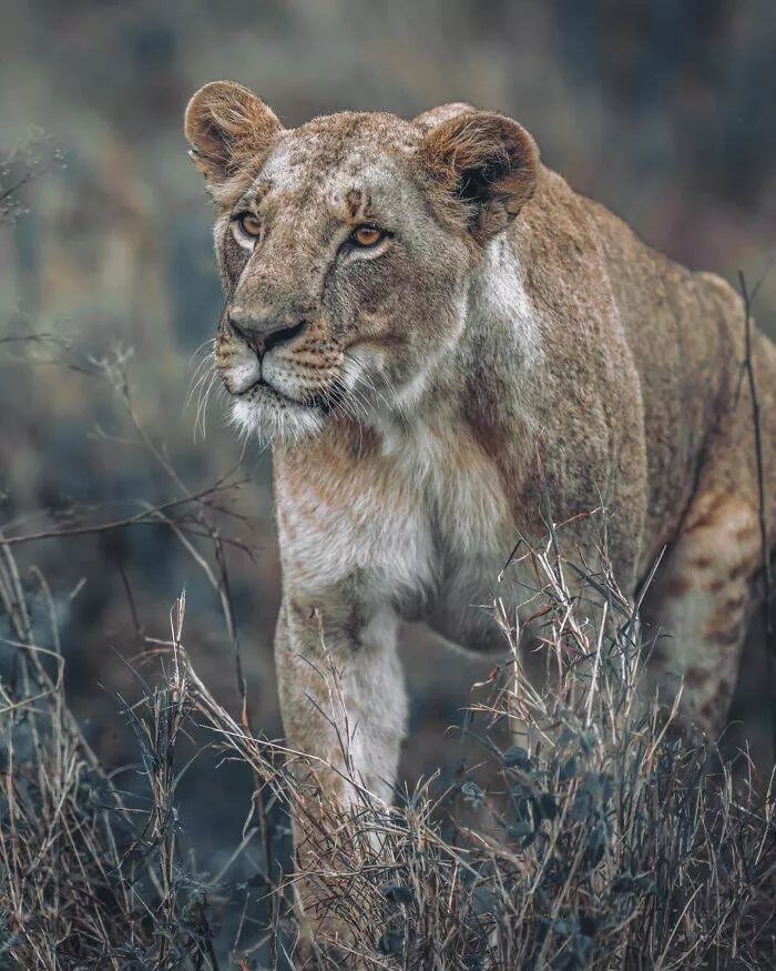 From graceful to outrageous animals unfiltered - #24 