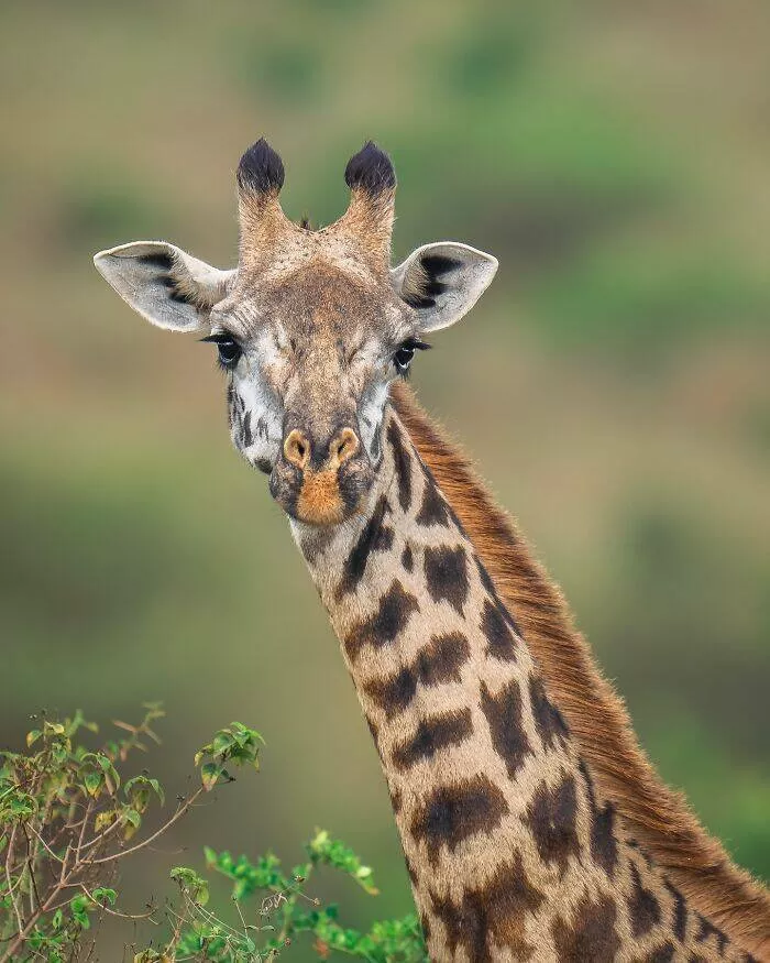 From graceful to outrageous animals unfiltered - #27 