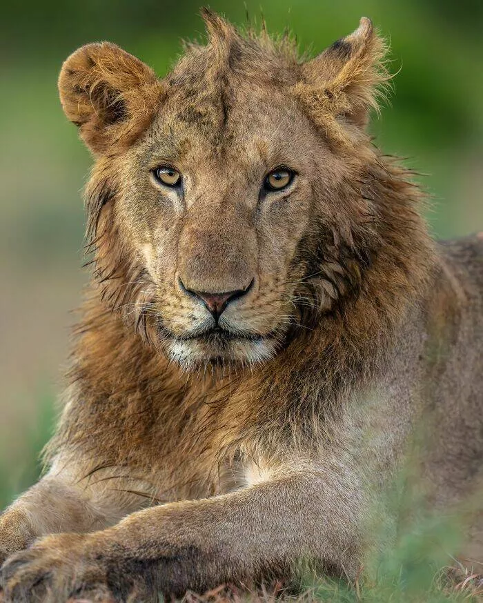 From graceful to outrageous animals unfiltered - #28 