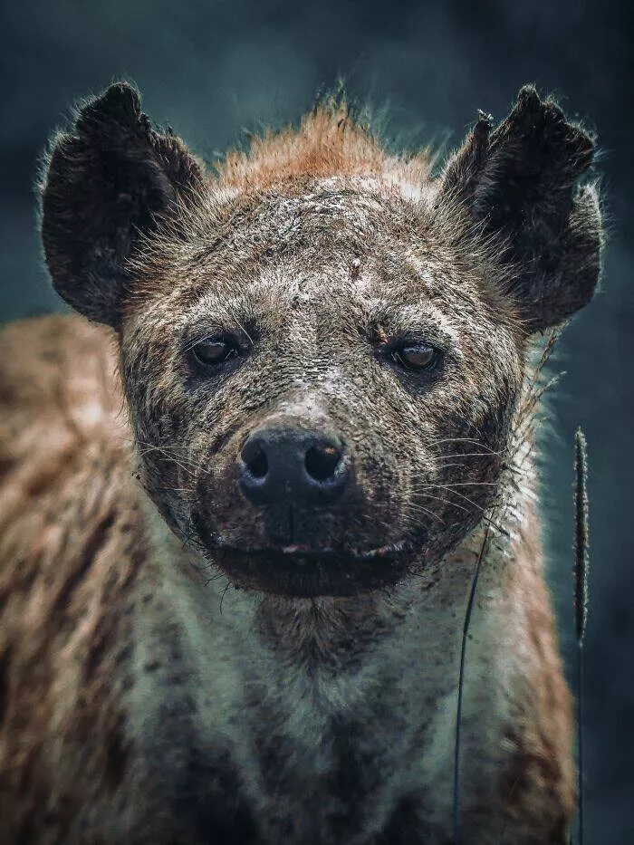 From graceful to outrageous animals unfiltered - #29 