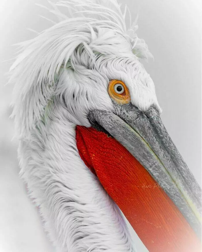 From graceful to outrageous animals unfiltered - #3 