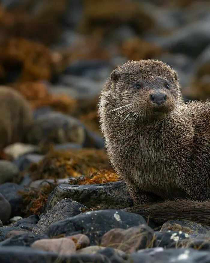 From graceful to outrageous animals unfiltered - #30 