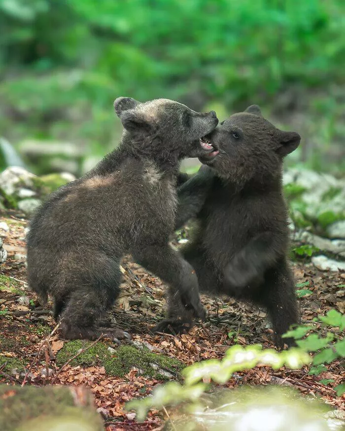From graceful to outrageous animals unfiltered - #31 