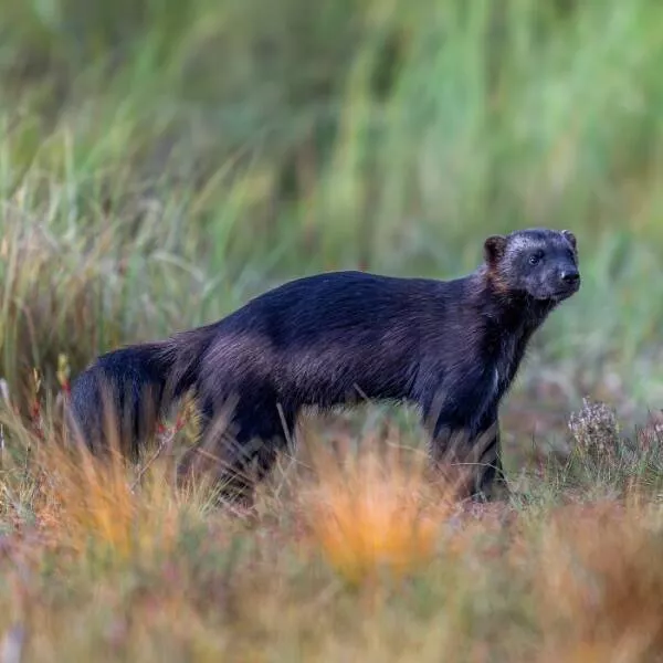 From graceful to outrageous animals unfiltered - #33 