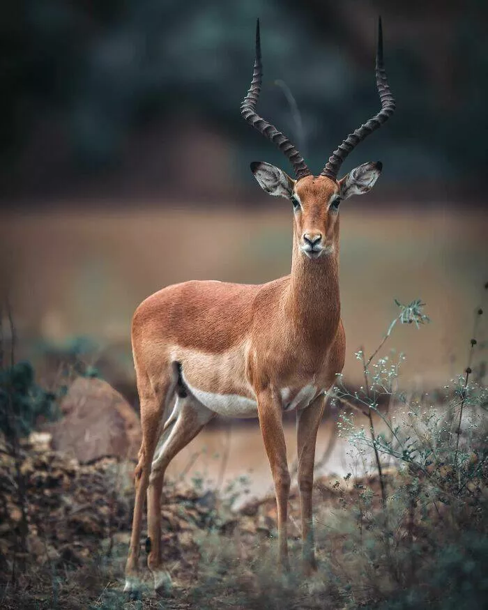 Danimaux majestueux a totalement loufoques - #34 