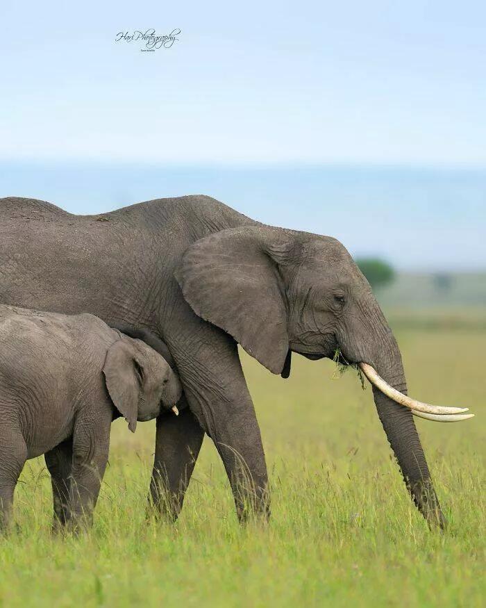 From graceful to outrageous animals unfiltered - #35 