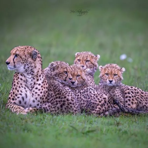 From graceful to outrageous animals unfiltered - #37 