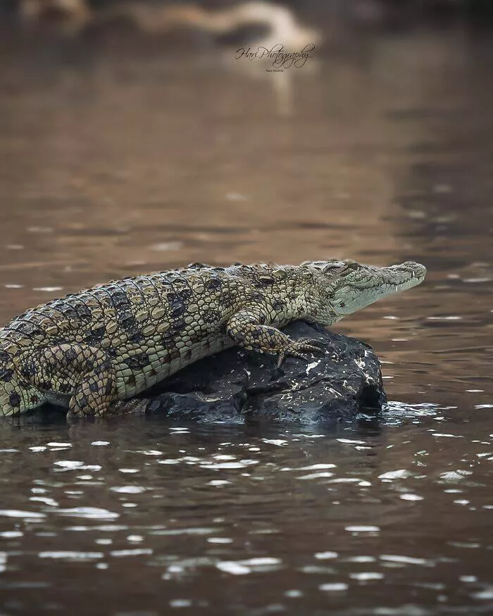 From graceful to outrageous animals unfiltered - #39 