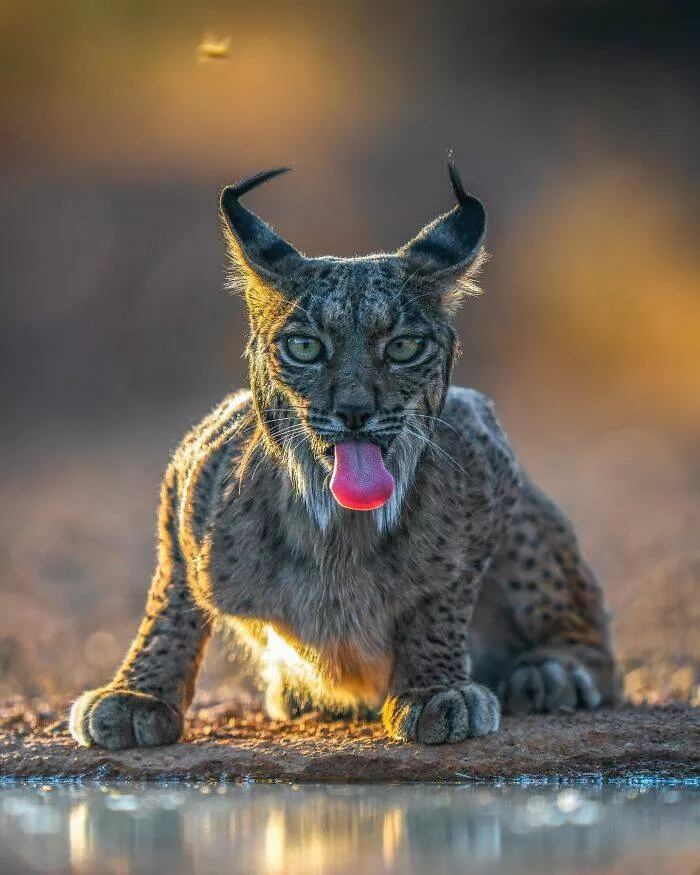 From graceful to outrageous animals unfiltered - #4 