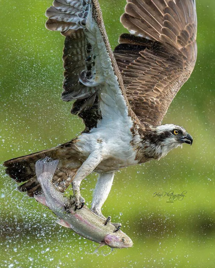 From graceful to outrageous animals unfiltered - #40 