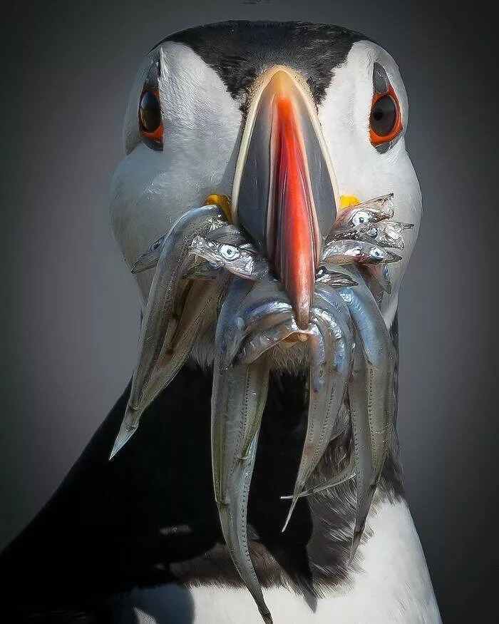 Danimaux majestueux a totalement loufoques