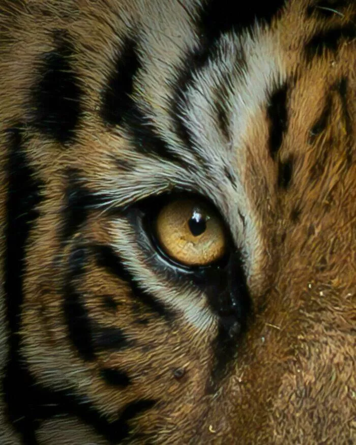 From graceful to outrageous animals unfiltered - #6 