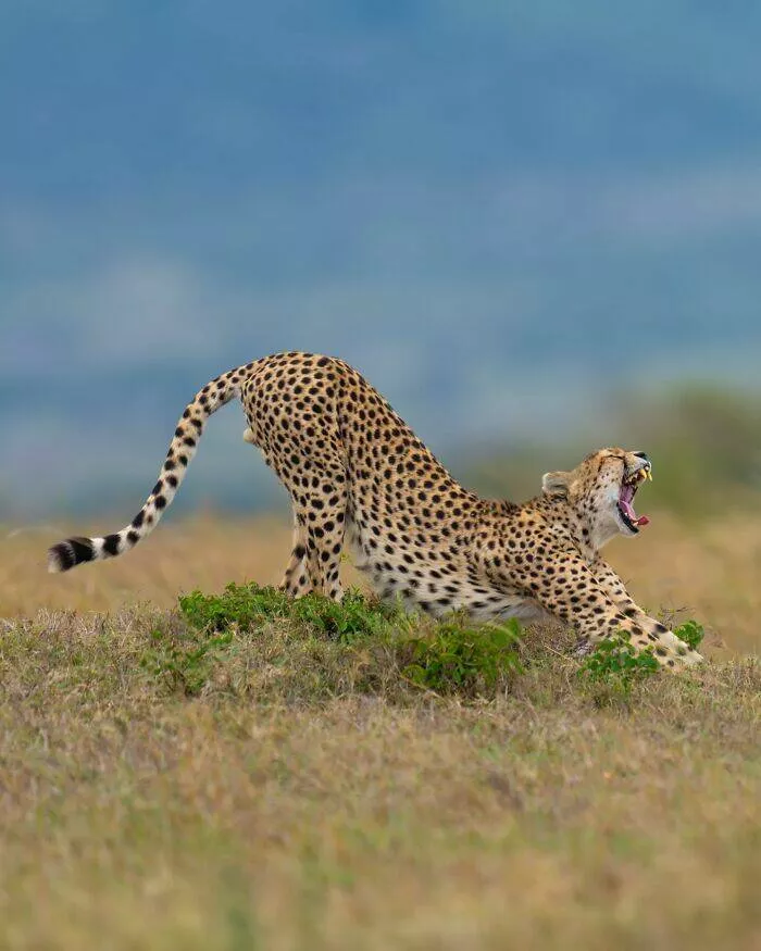 From graceful to outrageous animals unfiltered - #7 