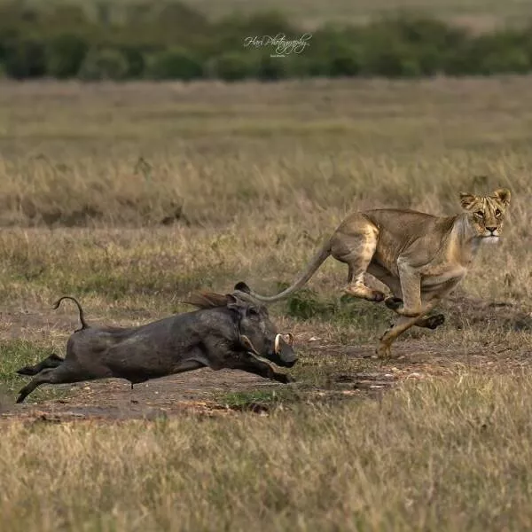 From graceful to outrageous animals unfiltered - #8 