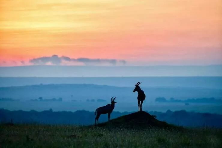 From graceful to outrageous animals unfiltered - #9 