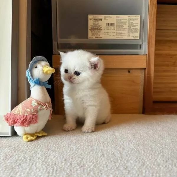 Soft fuzzy and overflowing with love